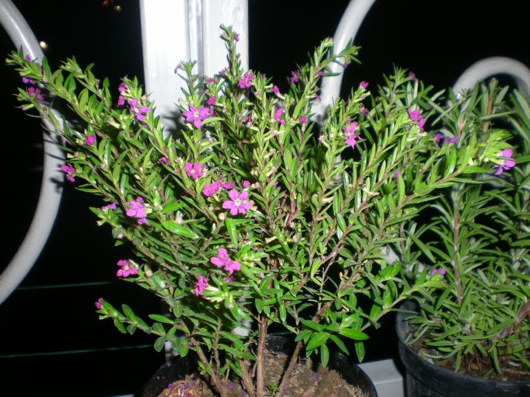 cuphea hyssopifolia settembre 2012