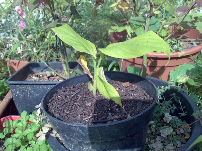 curcuma