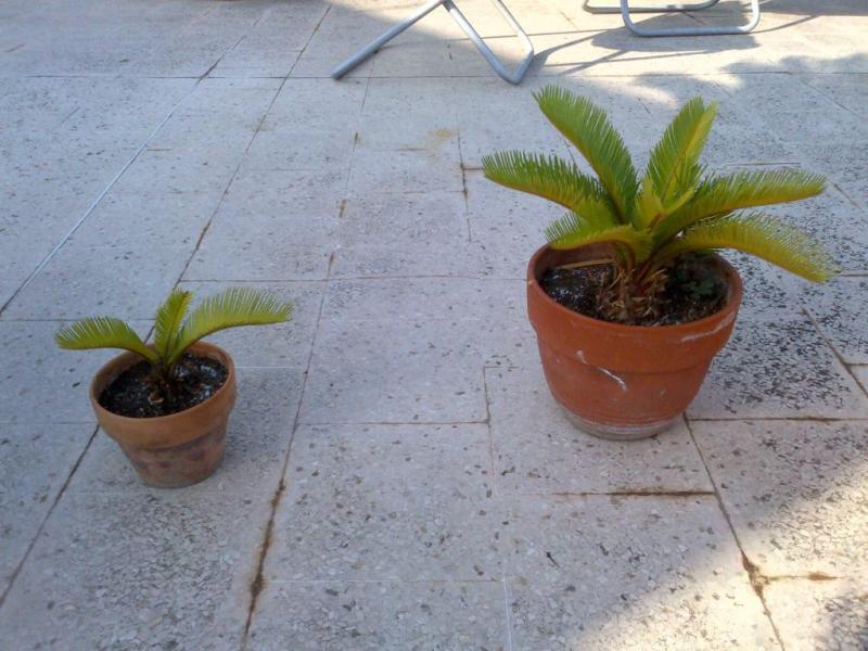 cycas nuovi arrivi