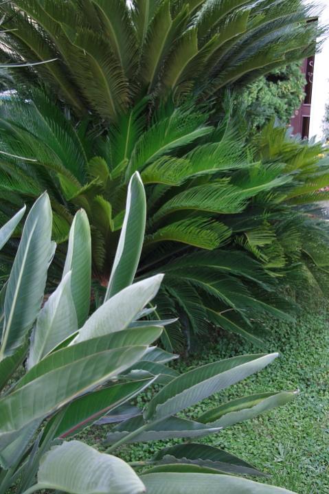 cycas