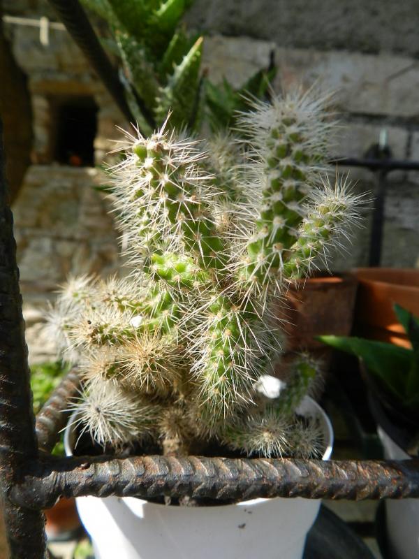 Cylindropuntia spinosior