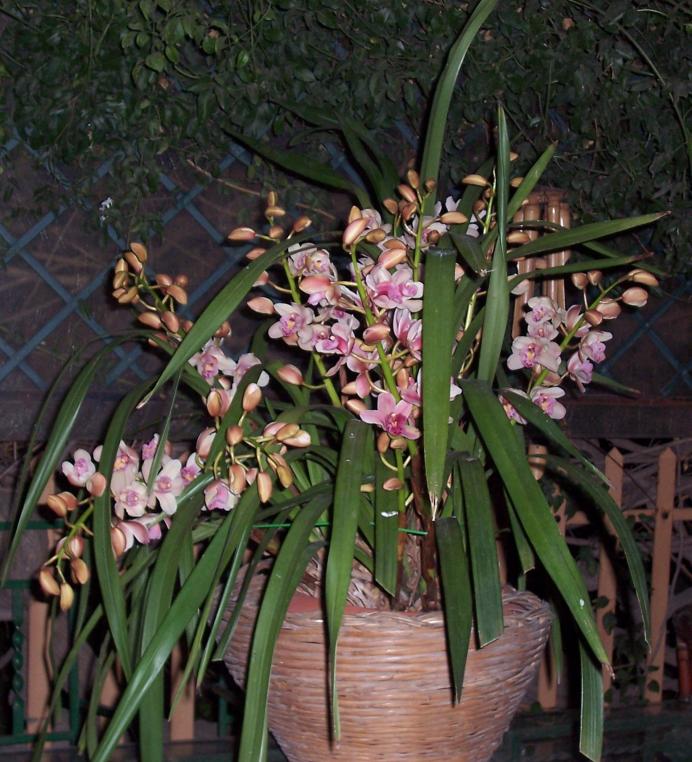 Cymbidium (10).jpg