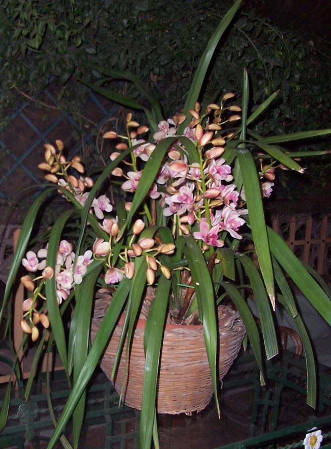 Cymbidium (11).jpg