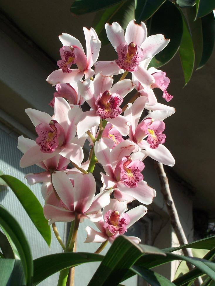 Cymbidium (12).jpg