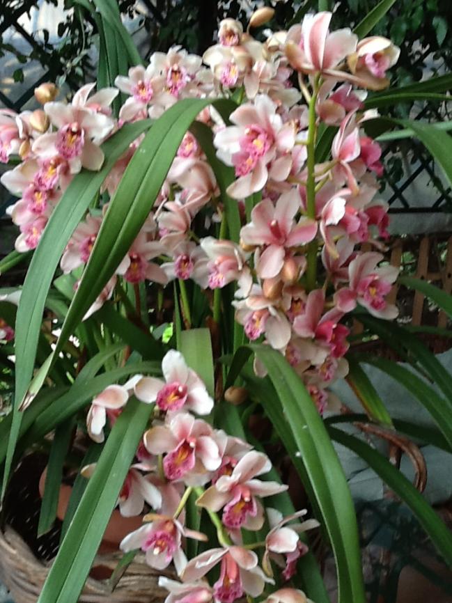 Cymbidium (14).jpg