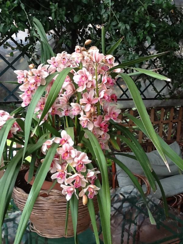 Cymbidium (15).jpg