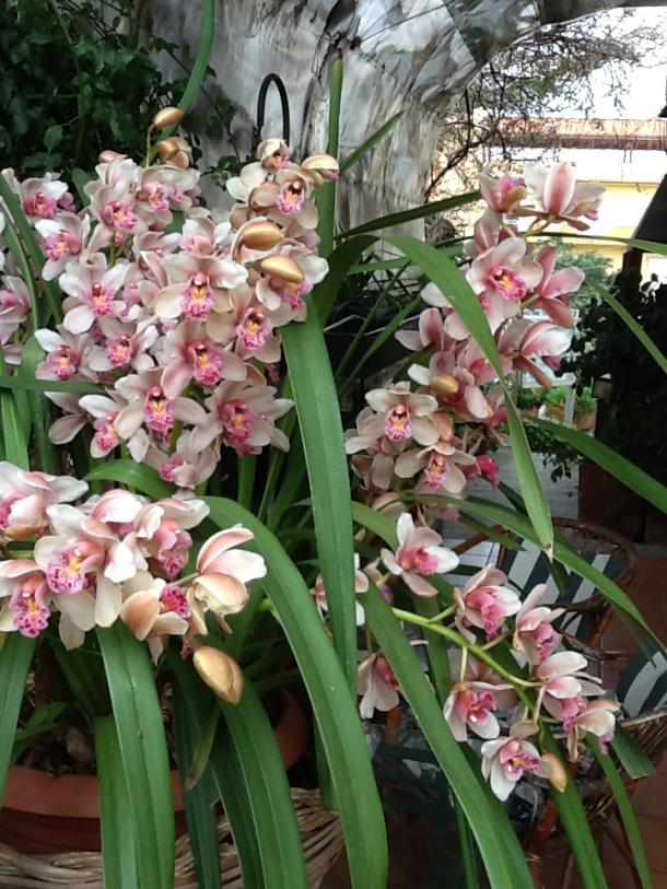 Cymbidium (16)