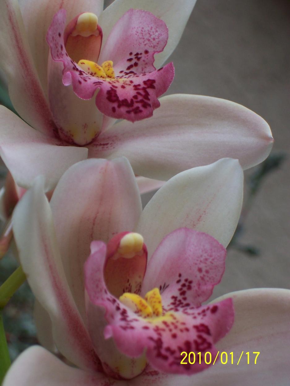Cymbidium (18)
