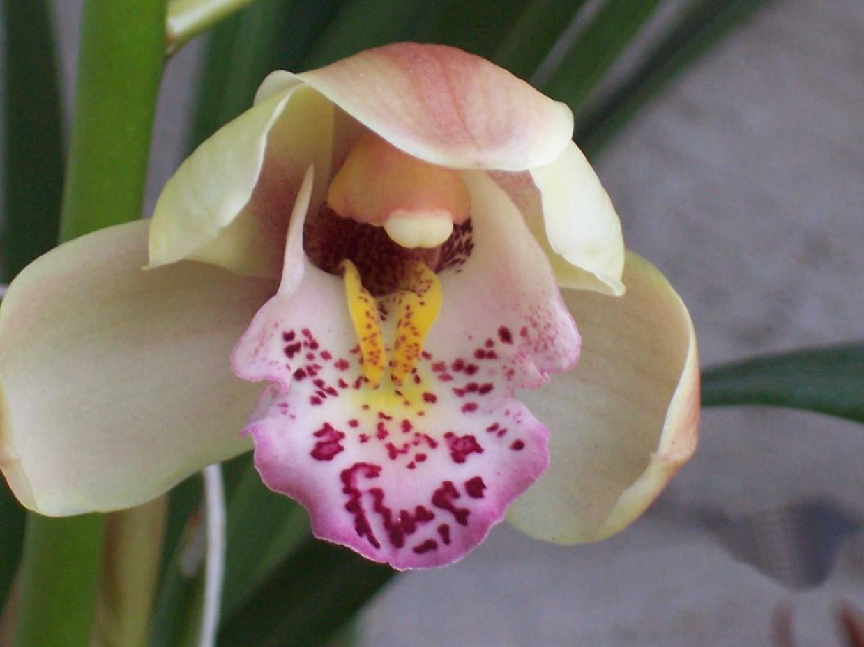 Cymbidium (19).jpg