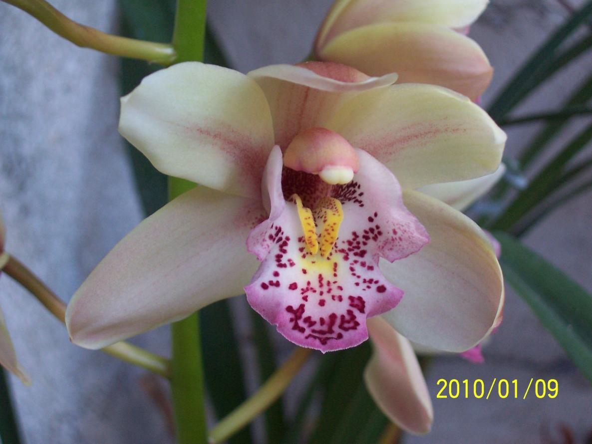 Cymbidium (5).jpg