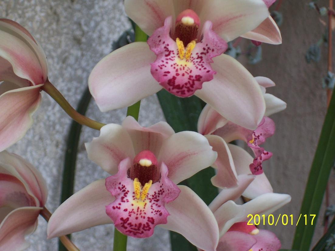 Cymbidium (7).jpg