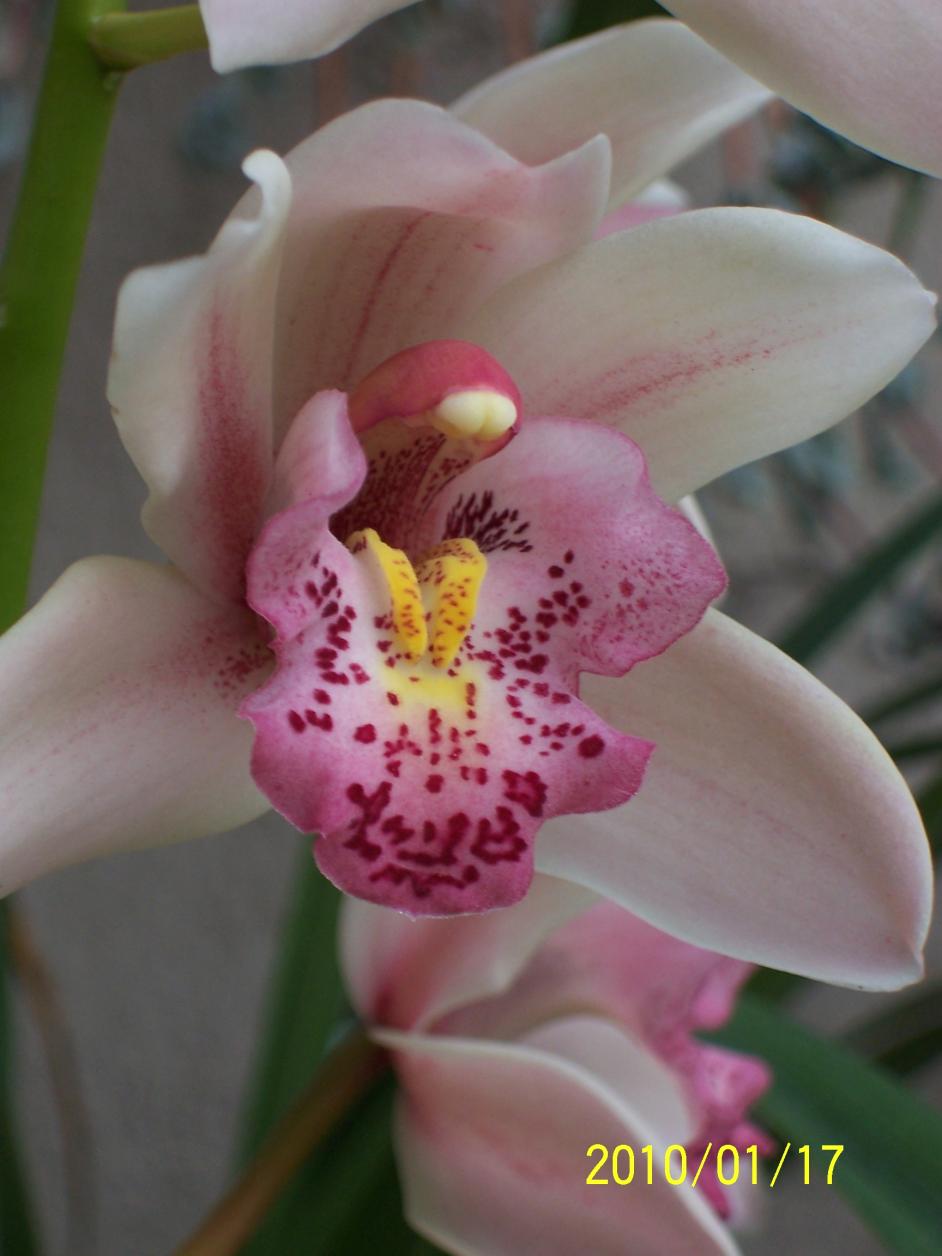 Cymbidium (9).jpg