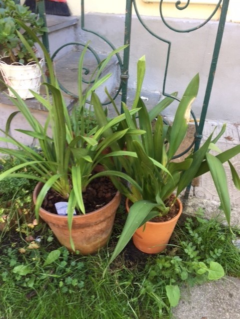 Cymbidium e Colmanara Catatante