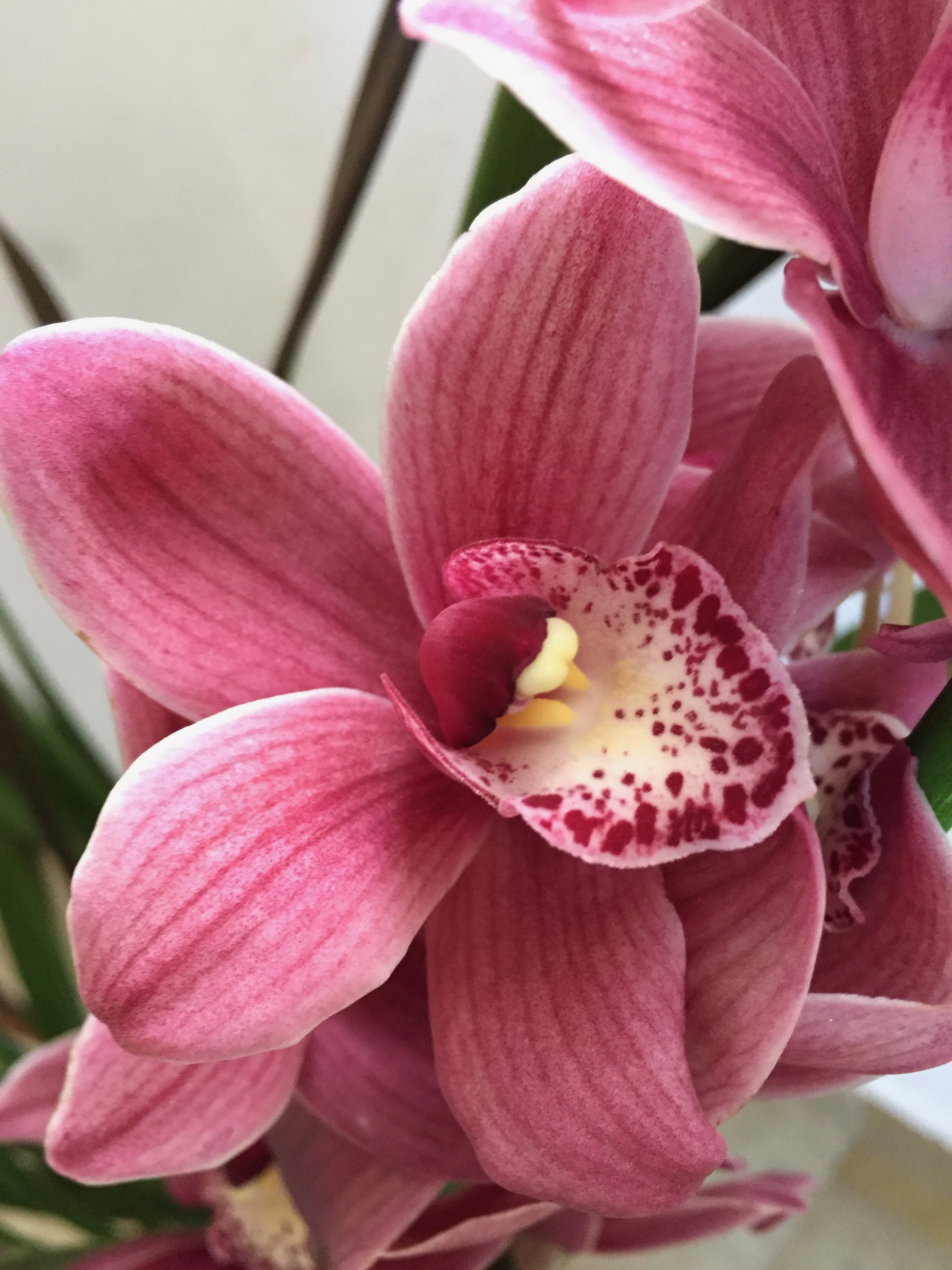 Cymbidium