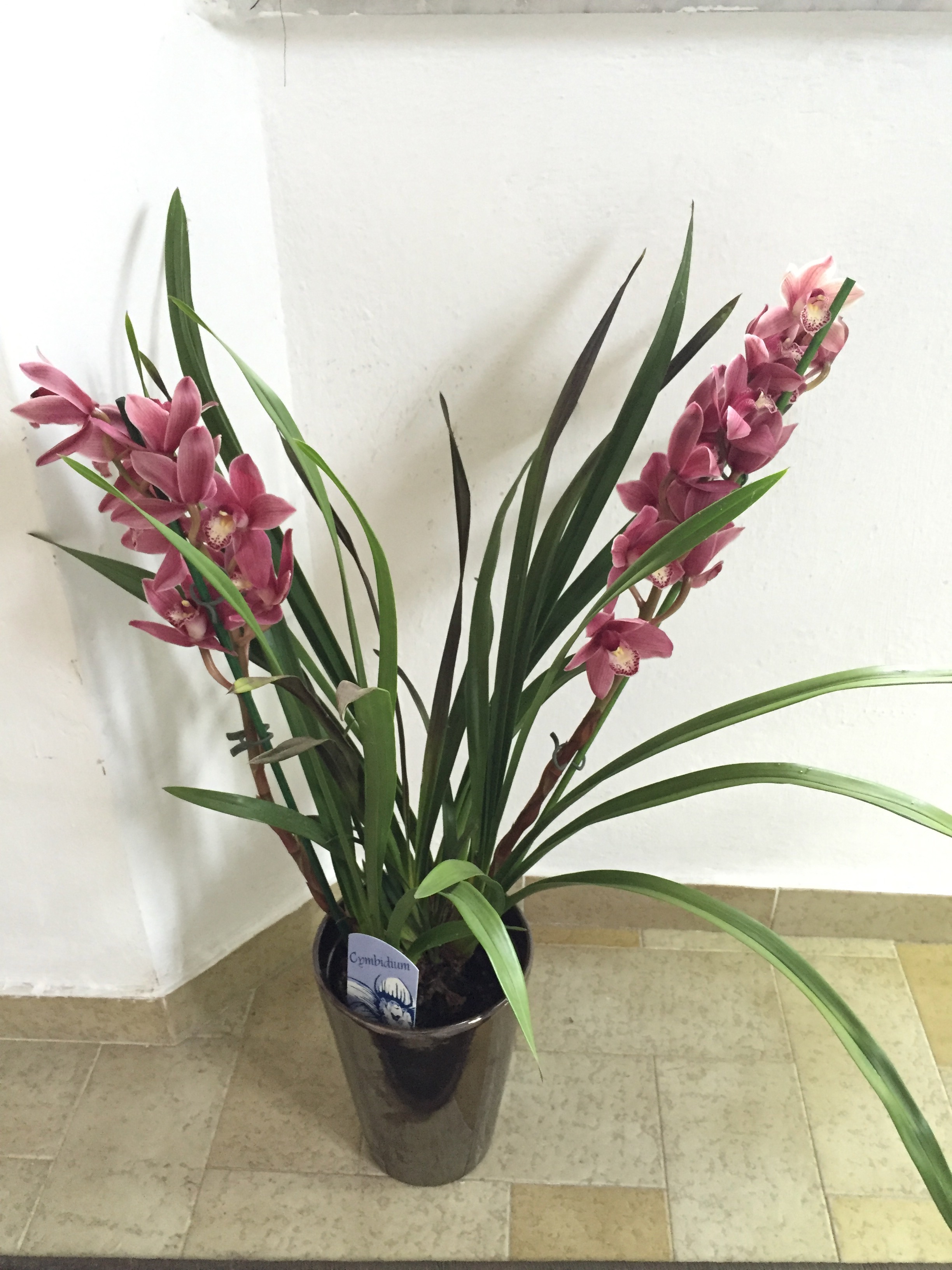 Cymbidium