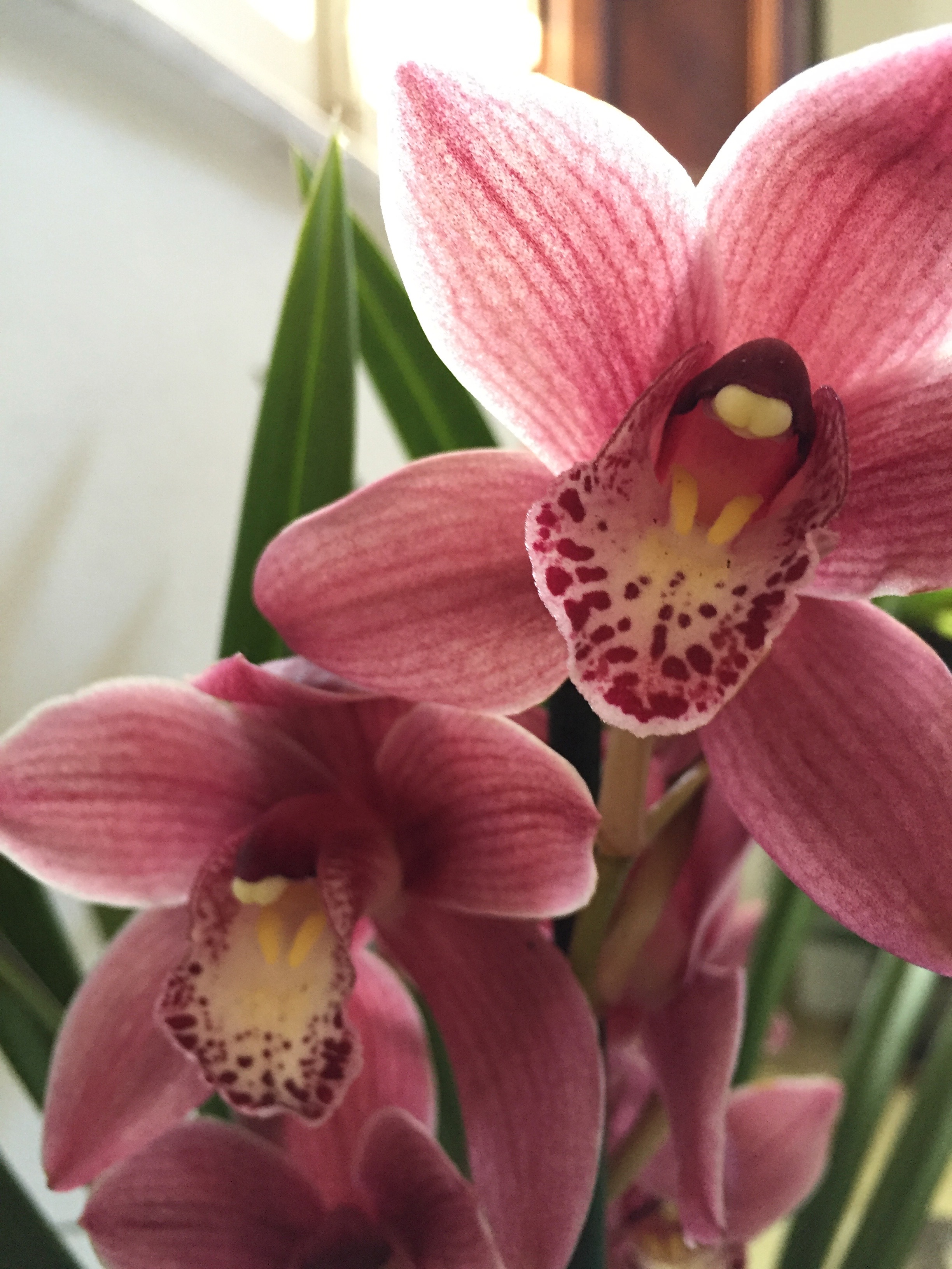 Cymbidium