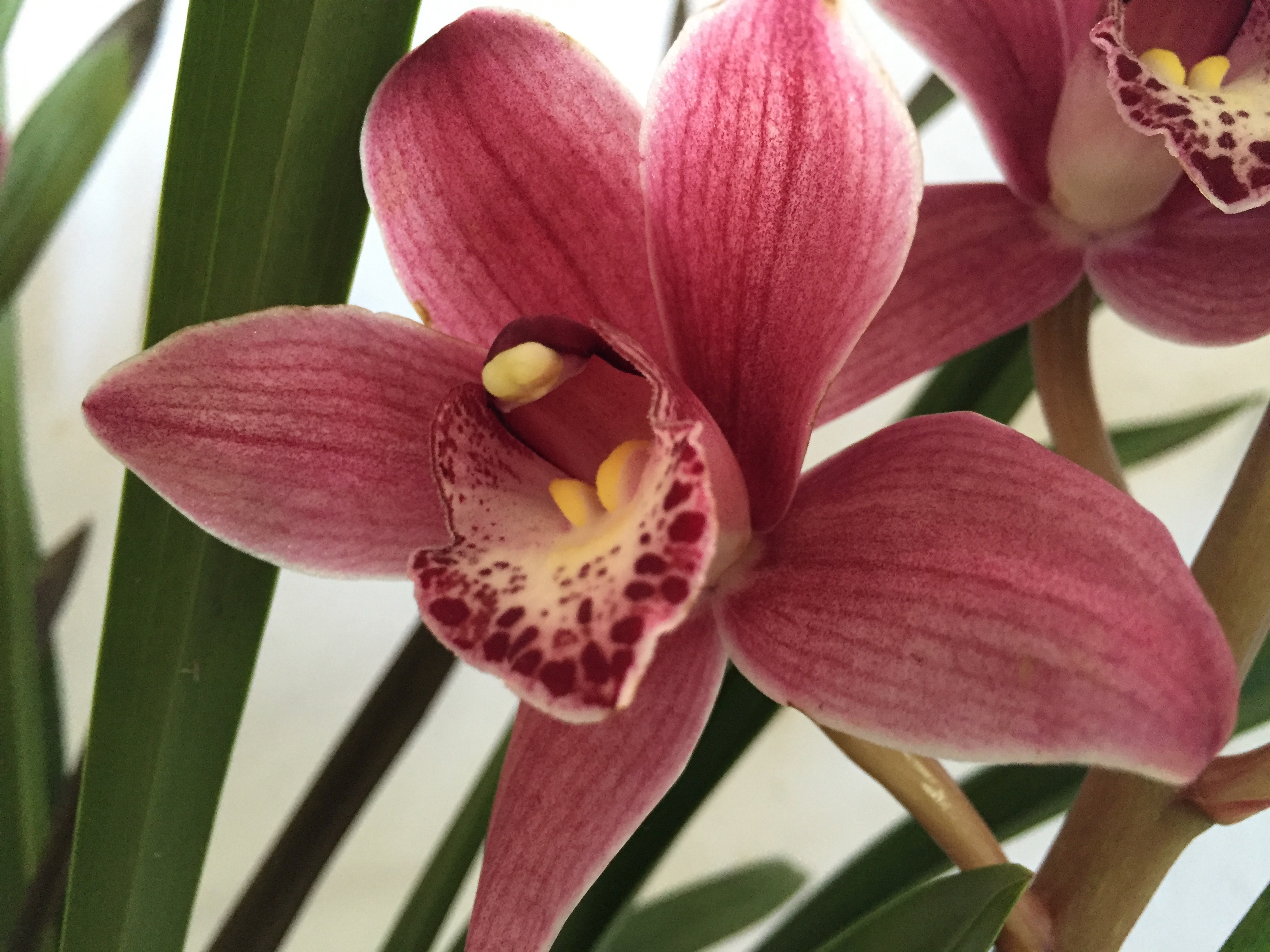 Cymbidium