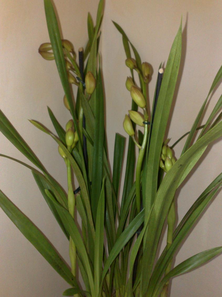 Cymbidium