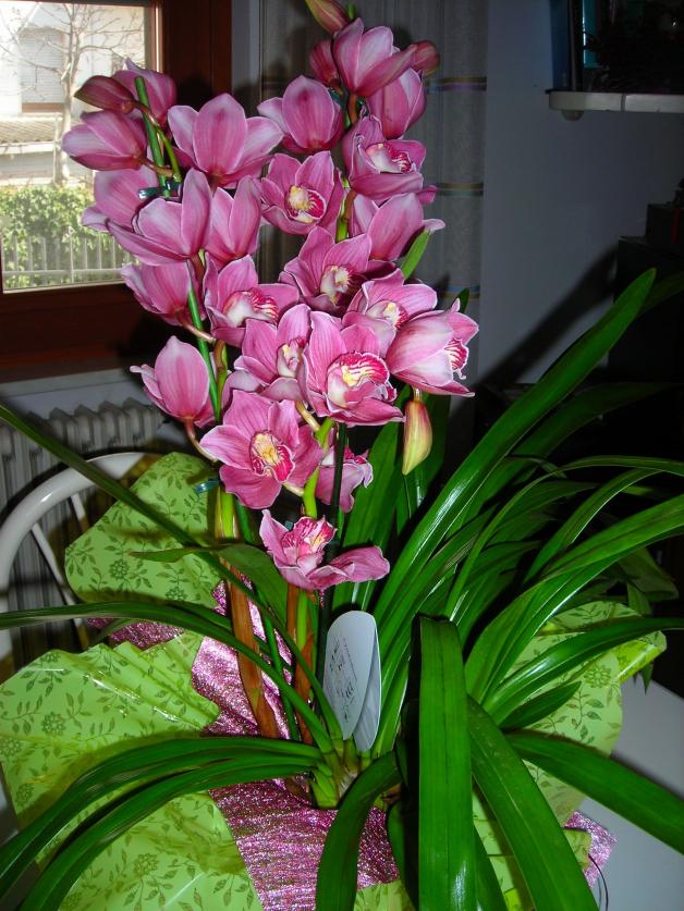 Cymbidium