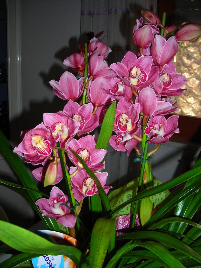 Cymbidium