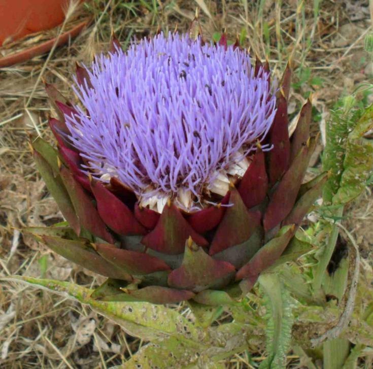 Cynara scolymus carciofo in fiore