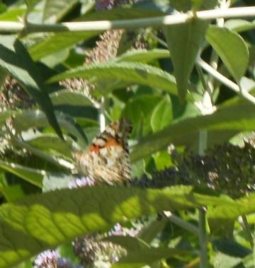 Cynthia cardui (Vanessa del cardo)