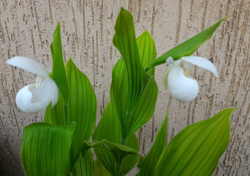 CypriAlba3