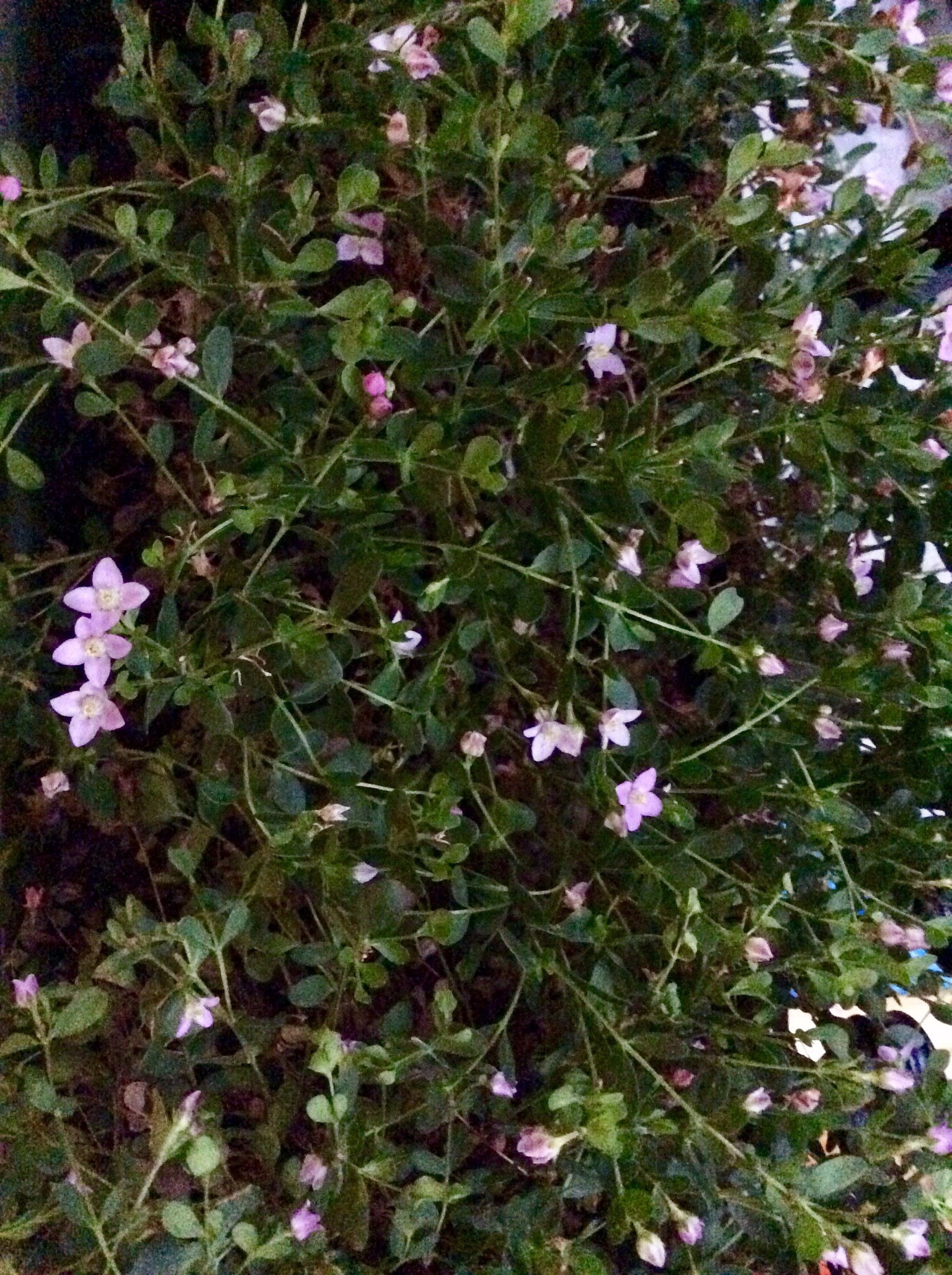 D188DD40-5A5F-4D7E-B43E-2C44F8F4D157