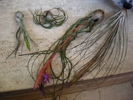 da sinistra a destra:
tillandsia caput medusae
tillandsia pruinosa
tillandsia butzii
tillandsia juncifolia