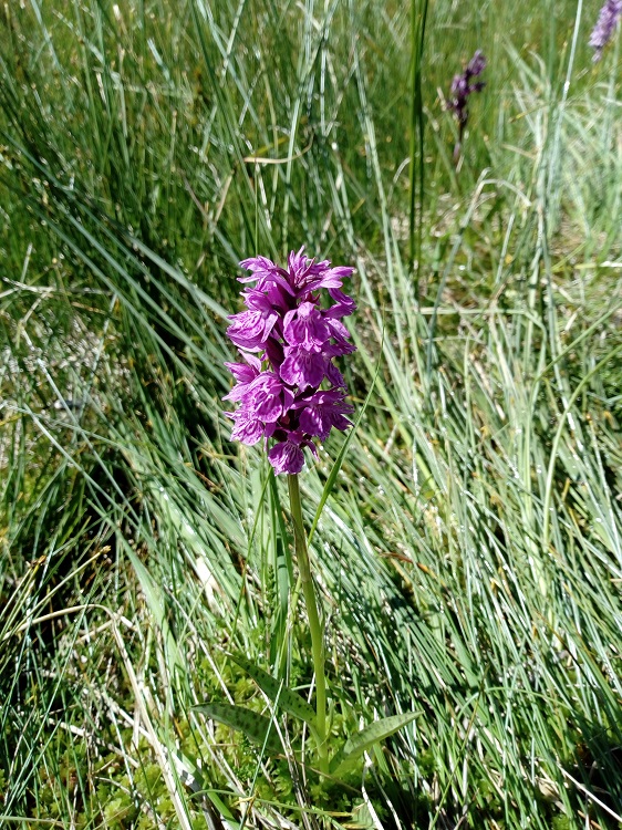 Dactylorhiza incarnata.jpg