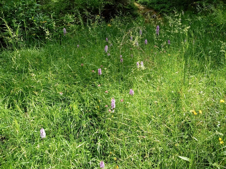 Dactylorhiza.jpg