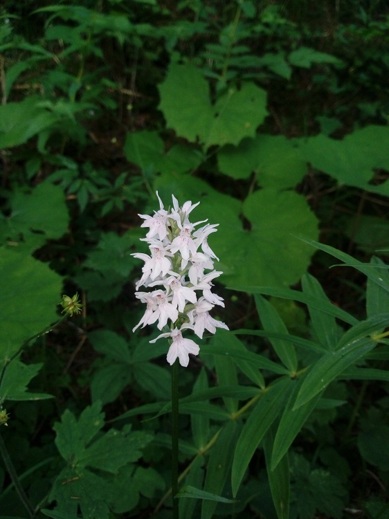 Dactylorhiza maculata subp. fuchsii -apocromia- 2.jpg