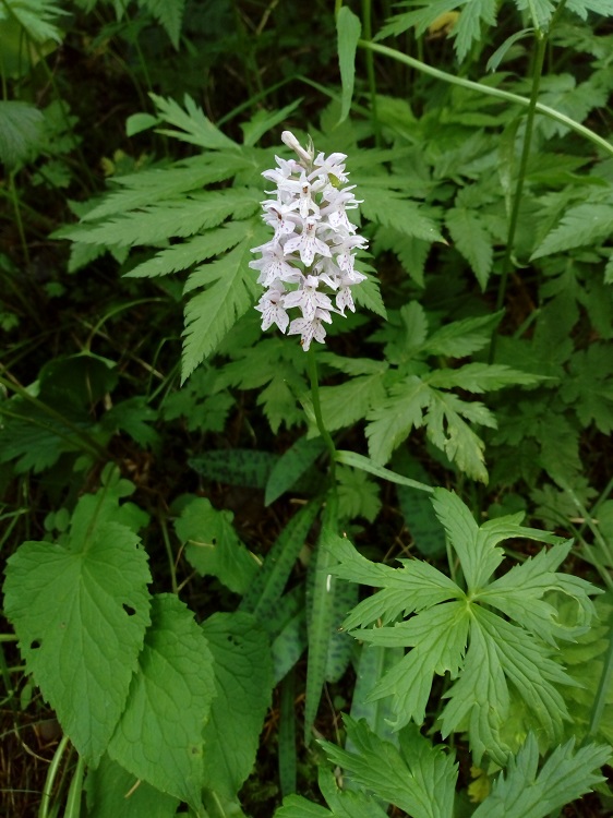 Dactylorhiza maculata subp. fuchsii -apocromia-.jpg