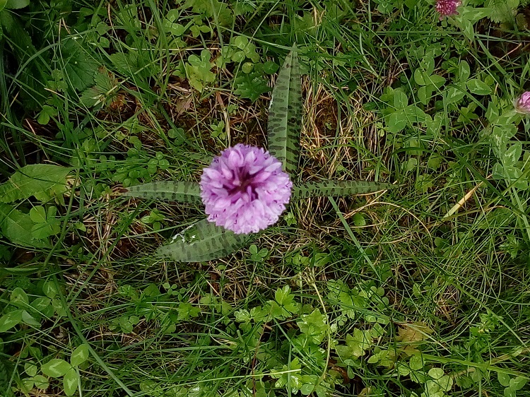 Dactylorhiza sp..jpg