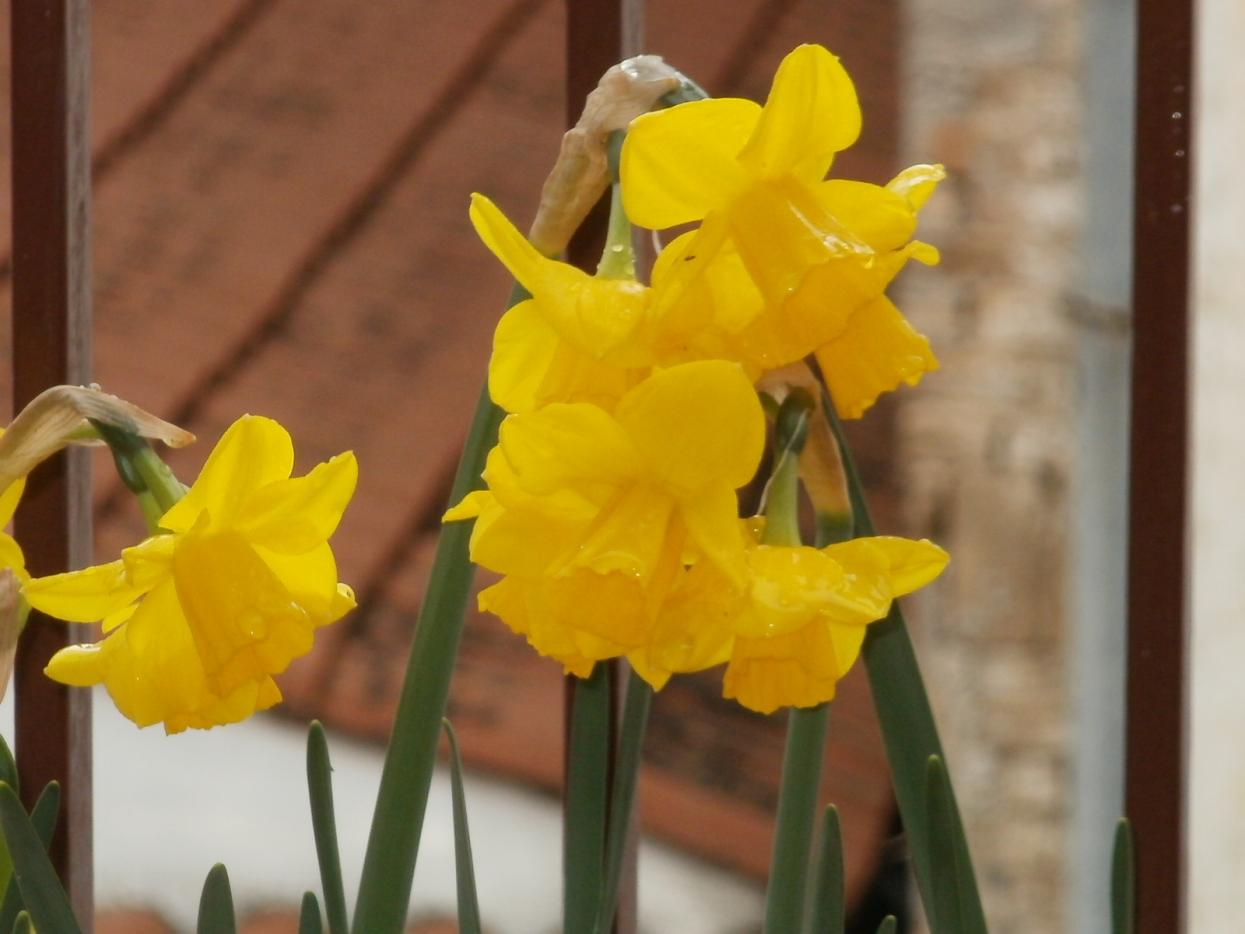 Daffodils