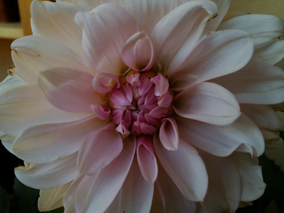Dahlia