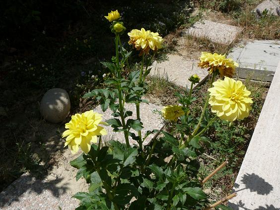Dalia 2012