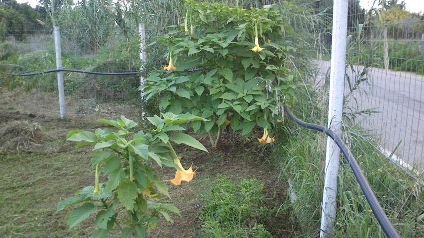 Datura o Trombe degli angeli