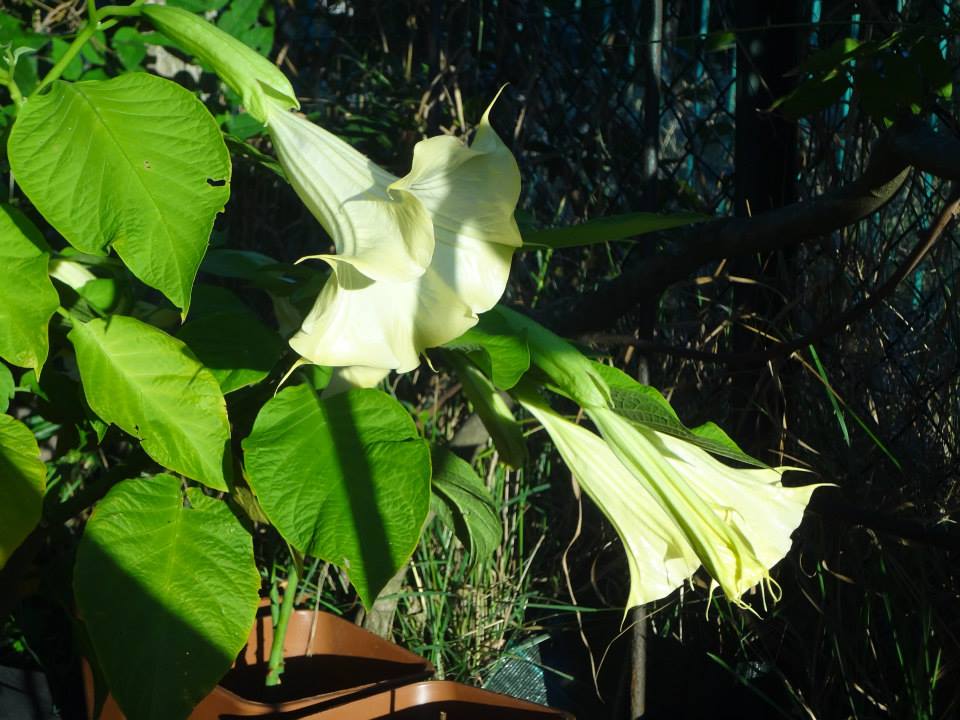 datura