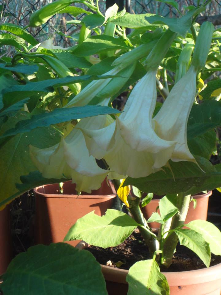 datura1