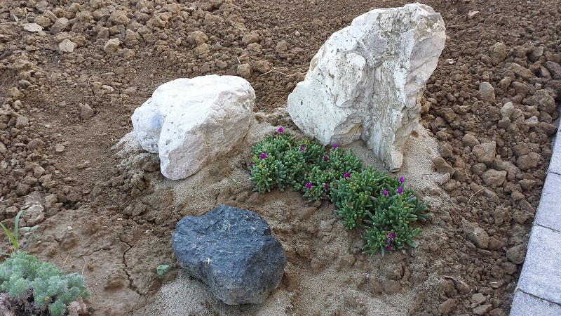 Delosperma Con Pietre
