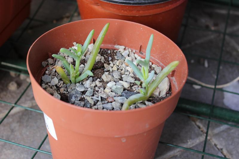 delosperma cooperi, grazie fra!!