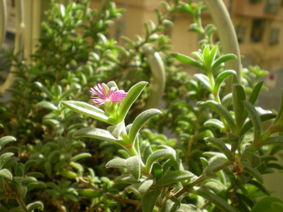 Delosperma ecklonis rosa