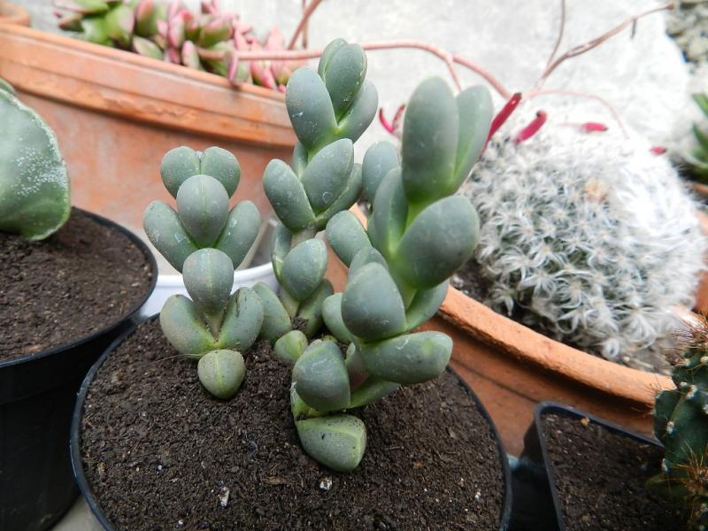 Delosperma lehmannii