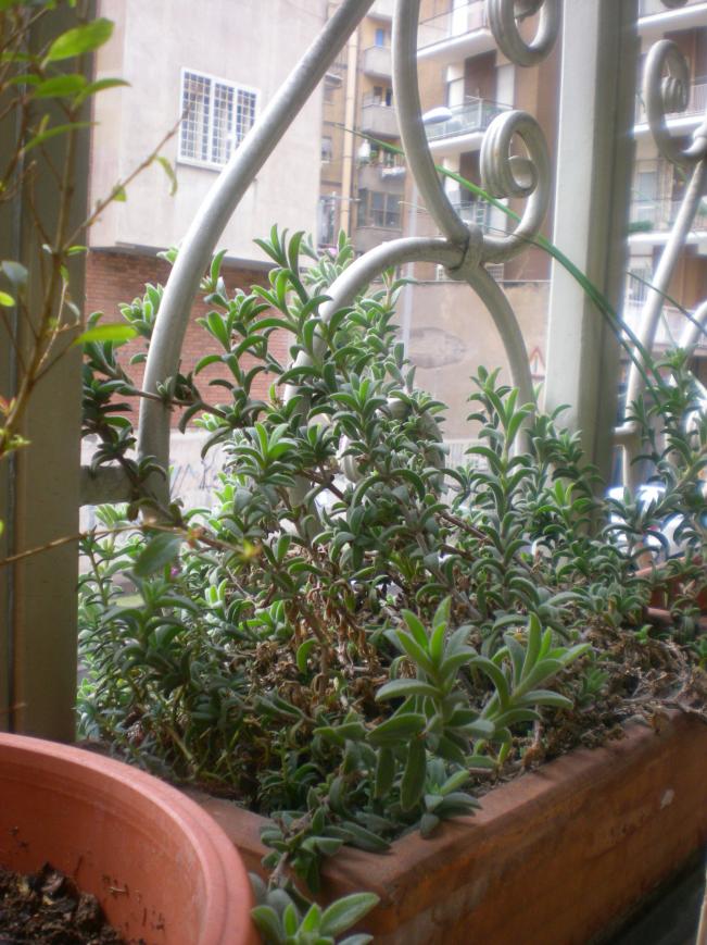 Delosperma