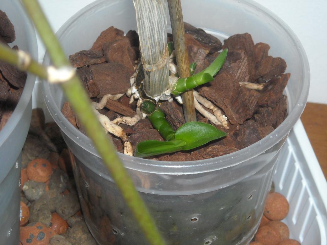 Dendrobium phal. Dopo qualche giorno noto che stanno spuntando anche nuove radici... rispetto ai germogli le radici crescono molto lente...