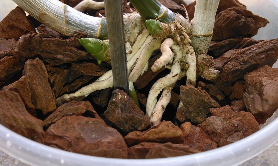 Dendrobium phal. Queste sono le poche radici rimaste, le ho lasciate in superficie perché le voglio tenere sotto controllo e non voglio che si indebol