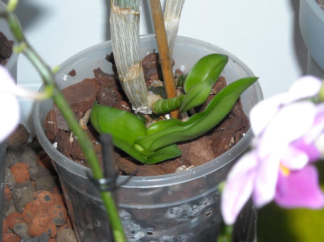 dendrophal... cresce bene... ora che ancora fa caldo le faccio un bagnetto ad immersione, faccio scolare e la rimetto sull'argilla "asciutta"....