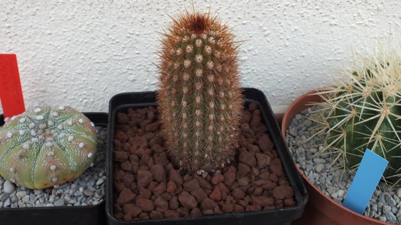 Denmoza Rhodacantha