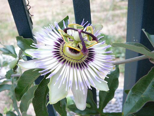 dettaglio fiore 1 passiflora cerulea